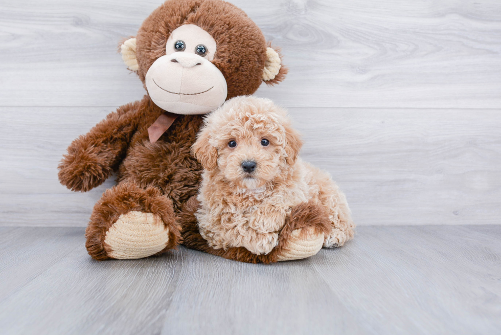 Adorable Maltese Poodle Poodle Mix Puppy