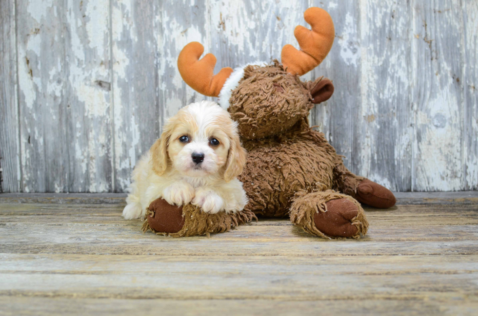 Best Cavachon Baby