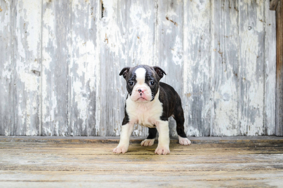 Friendly Boston Terrier Baby