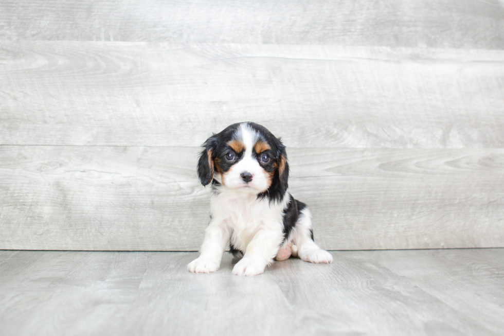 Cavalier King Charles Spaniel Pup Being Cute