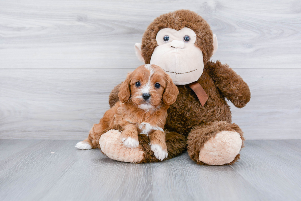 Playful Cavoodle Poodle Mix Puppy