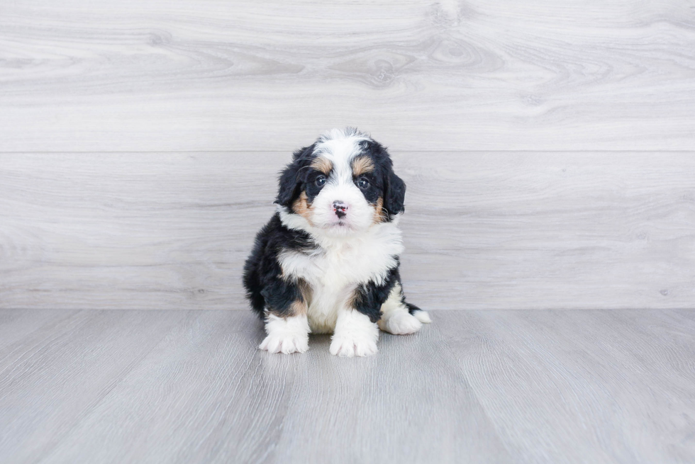 Mini Bernedoodle Pup Being Cute