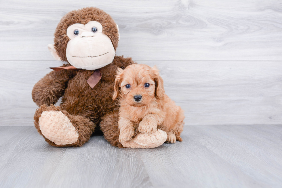 Cute Cavapoo Baby