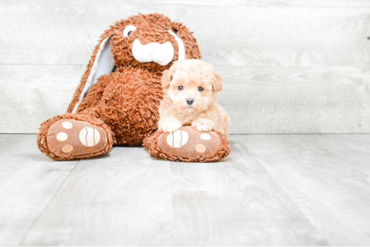 Maltipoo Pup Being Cute