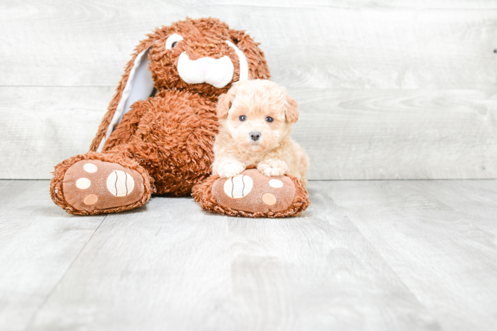 Maltipoo Pup Being Cute