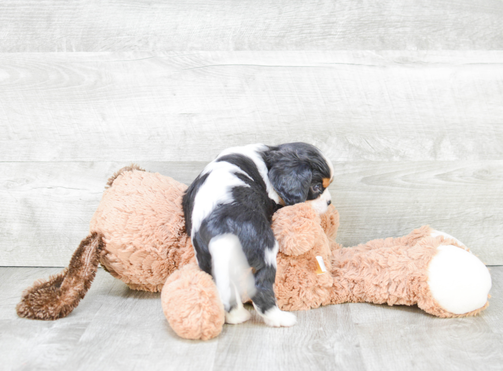 Smart Cavalier King Charles Spaniel Purebred Puppy