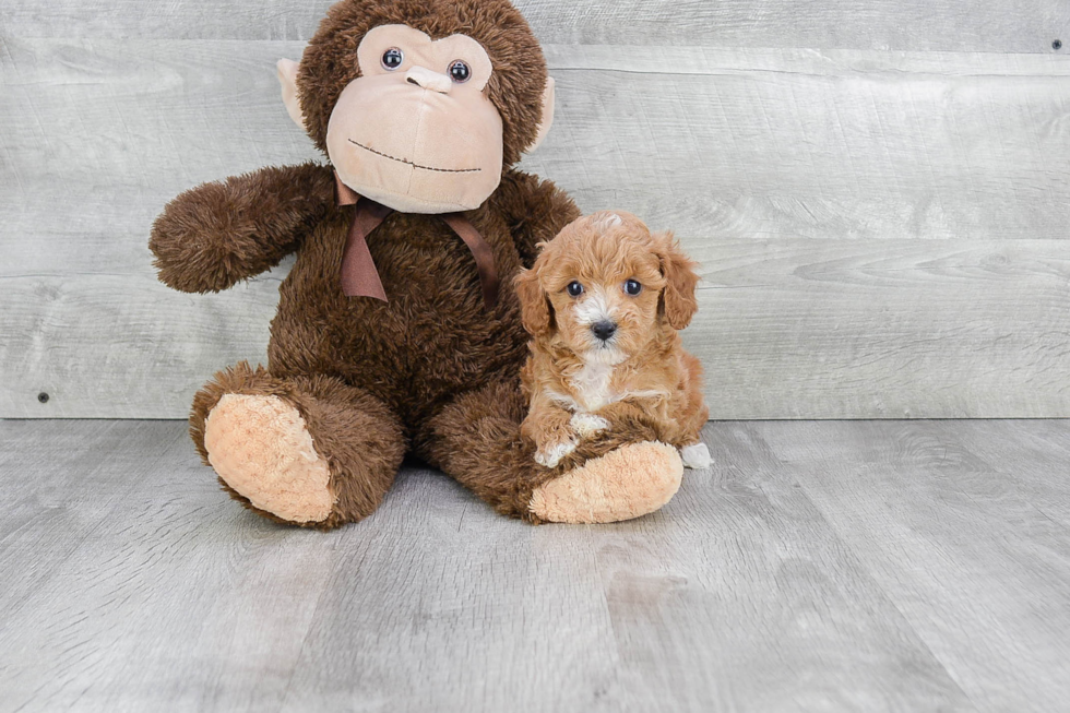 Cavapoo Pup Being Cute