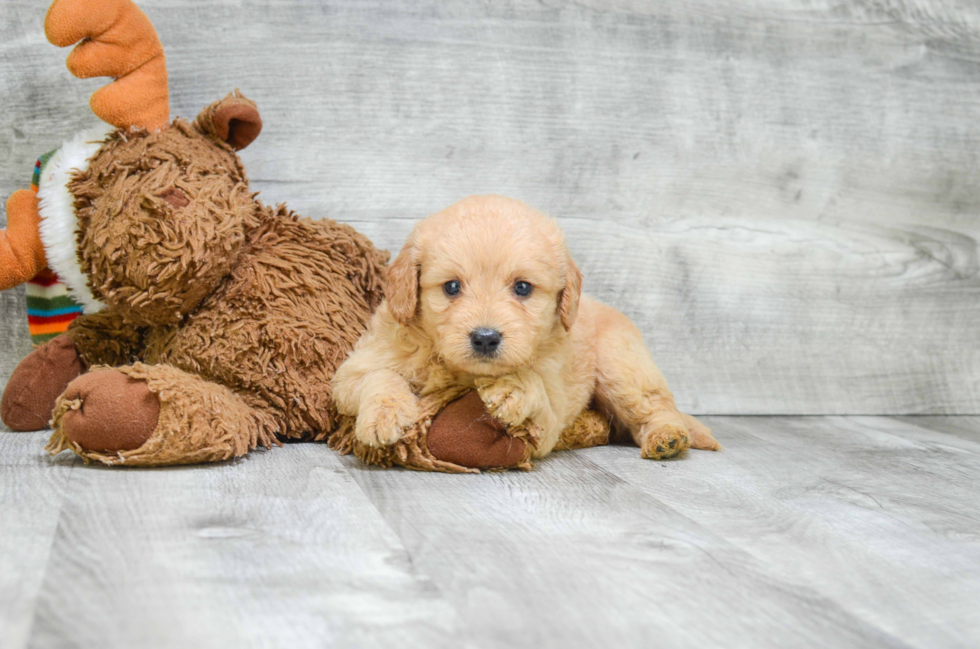 Mini Goldendoodle Puppy for Adoption