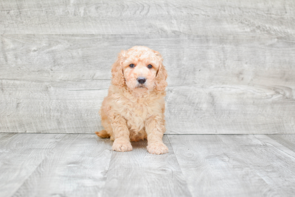 Playful Golden Retriever Poodle Mix Puppy