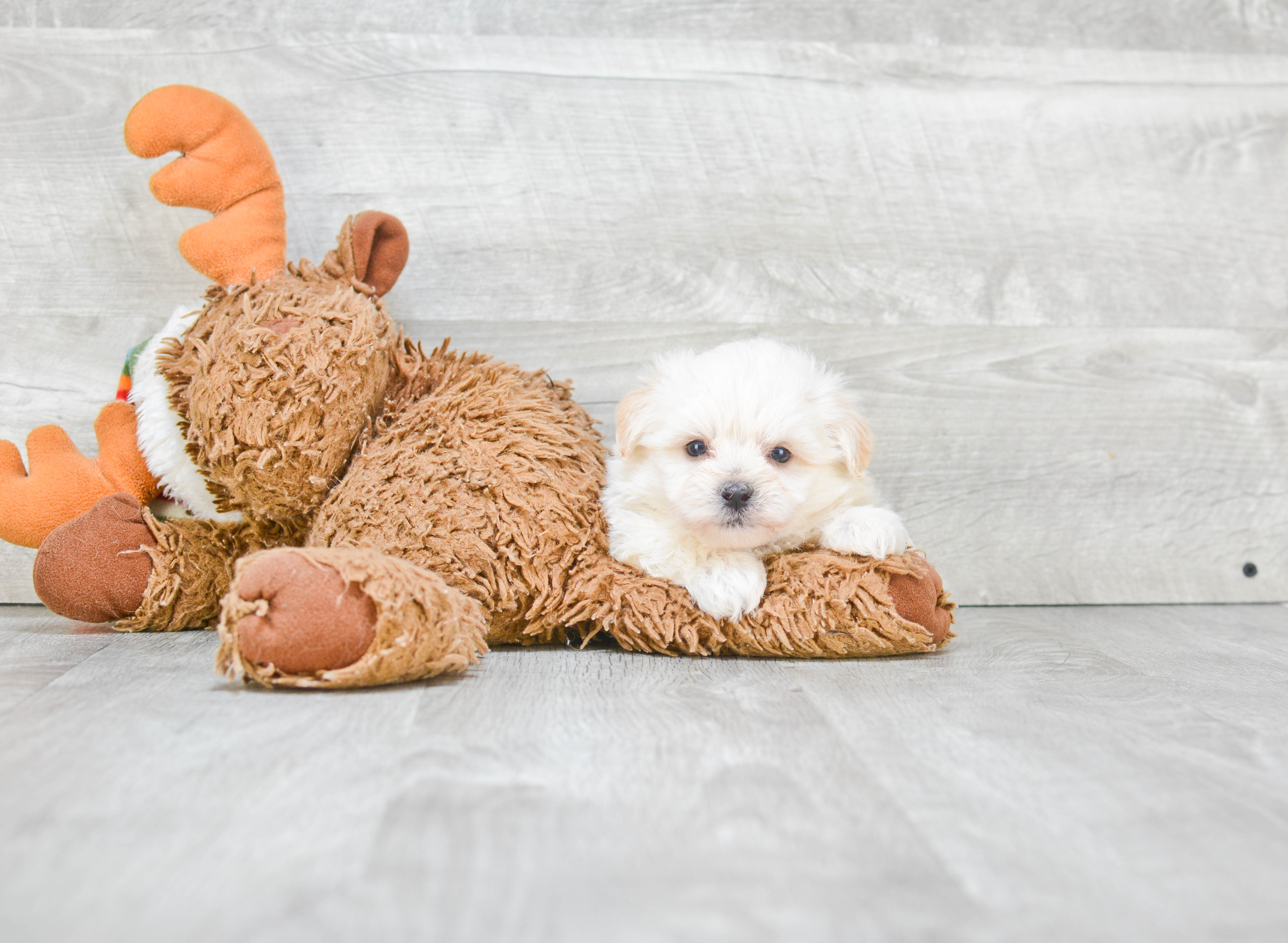 Fluffy Morkie Designer Pup