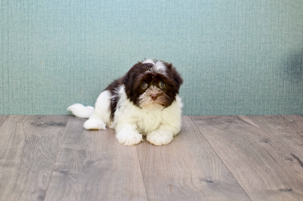 Havanese Puppy for Adoption