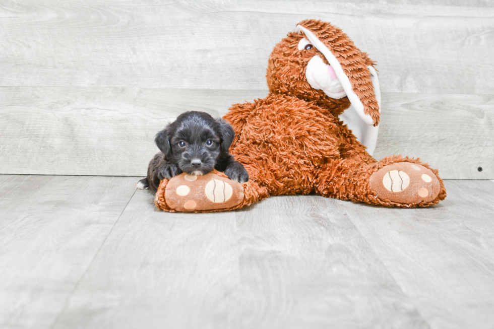 Yorkie Poo Pup Being Cute