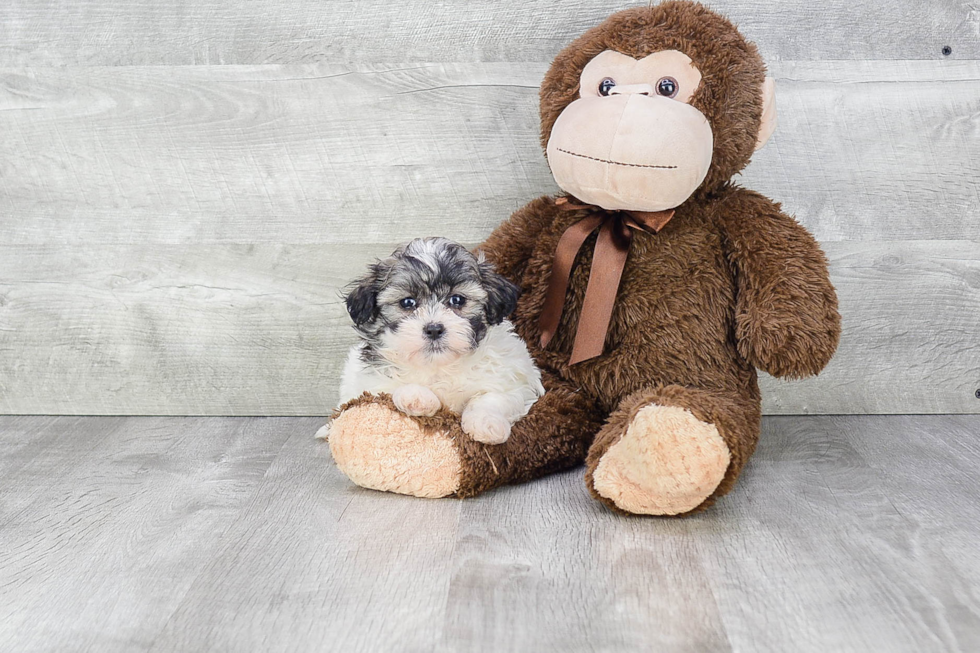 Friendly Teddy Bear Baby