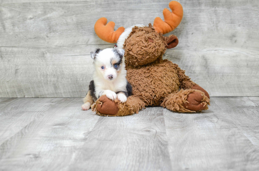 Best Mini Aussiedoodle Baby