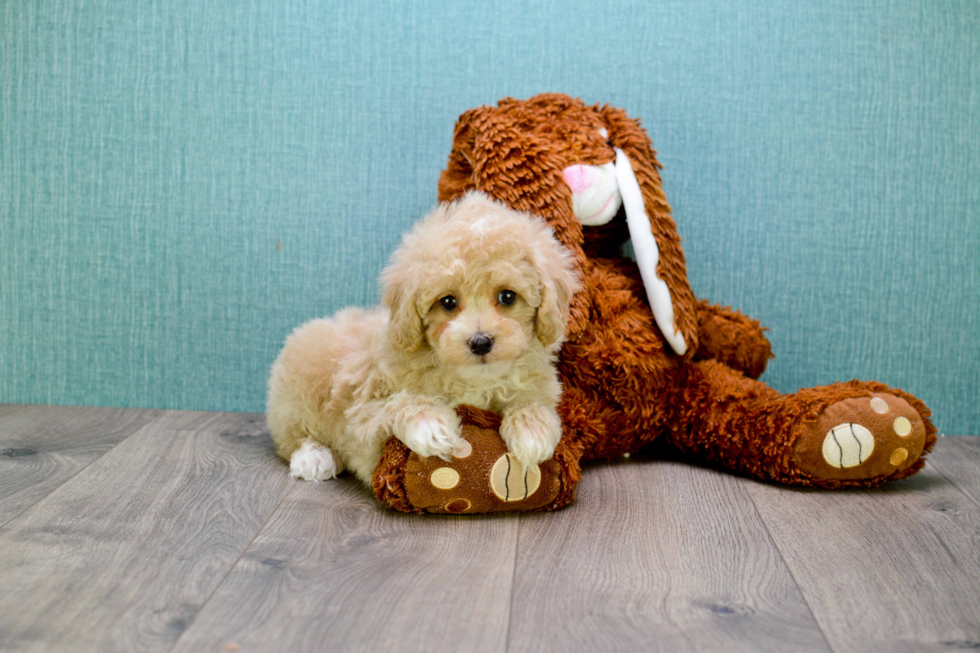Cavapoo Pup Being Cute