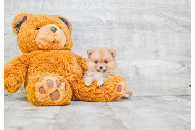 Funny Pomeranian Baby