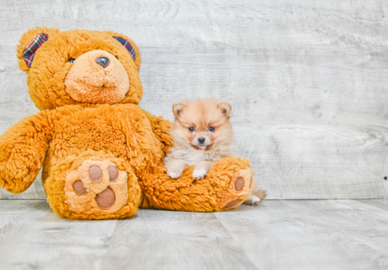 Funny Pomeranian Baby