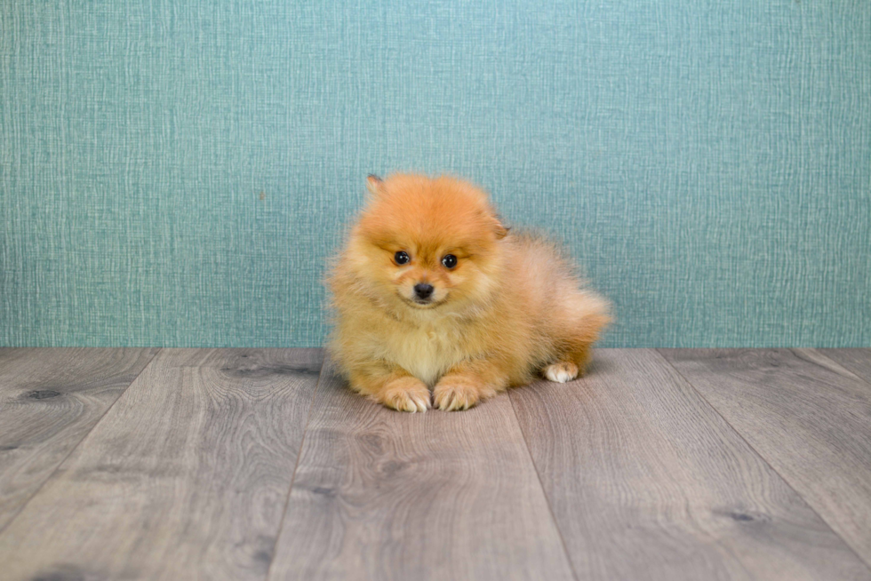 Best Pomeranian Baby