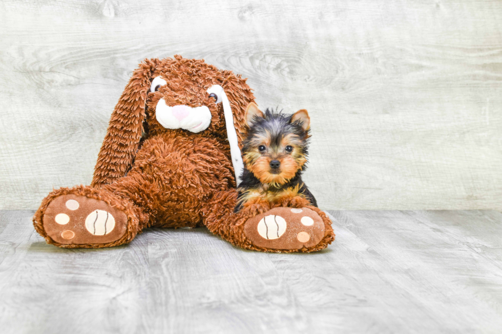 Meet Twinkle - our Yorkshire Terrier Puppy Photo 