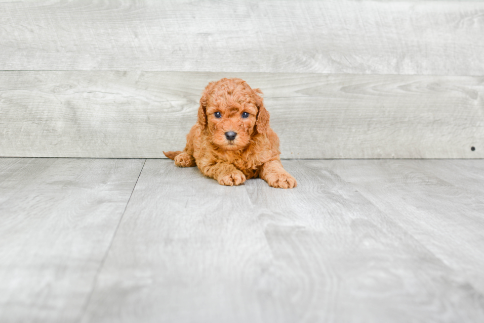 Happy Cavapoo Baby