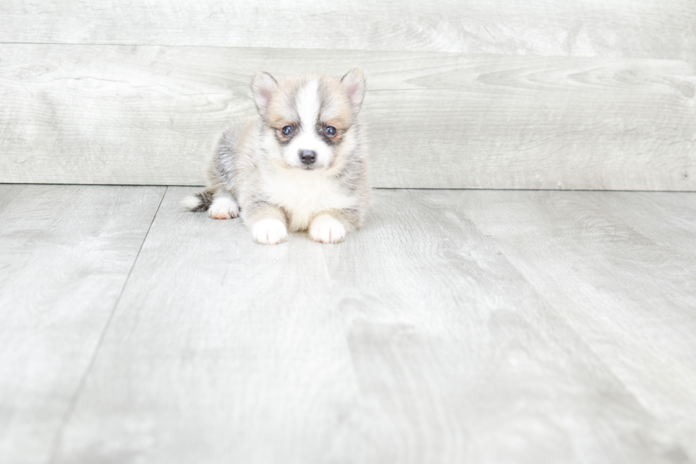 Happy Pomsky Baby