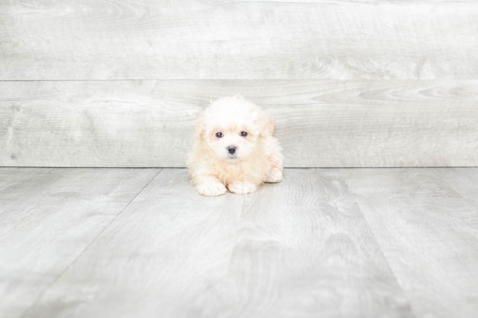 Maltipoo Pup Being Cute