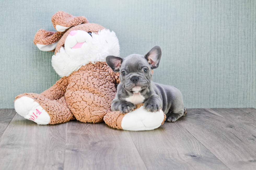 Akc Registered French Bulldog Baby