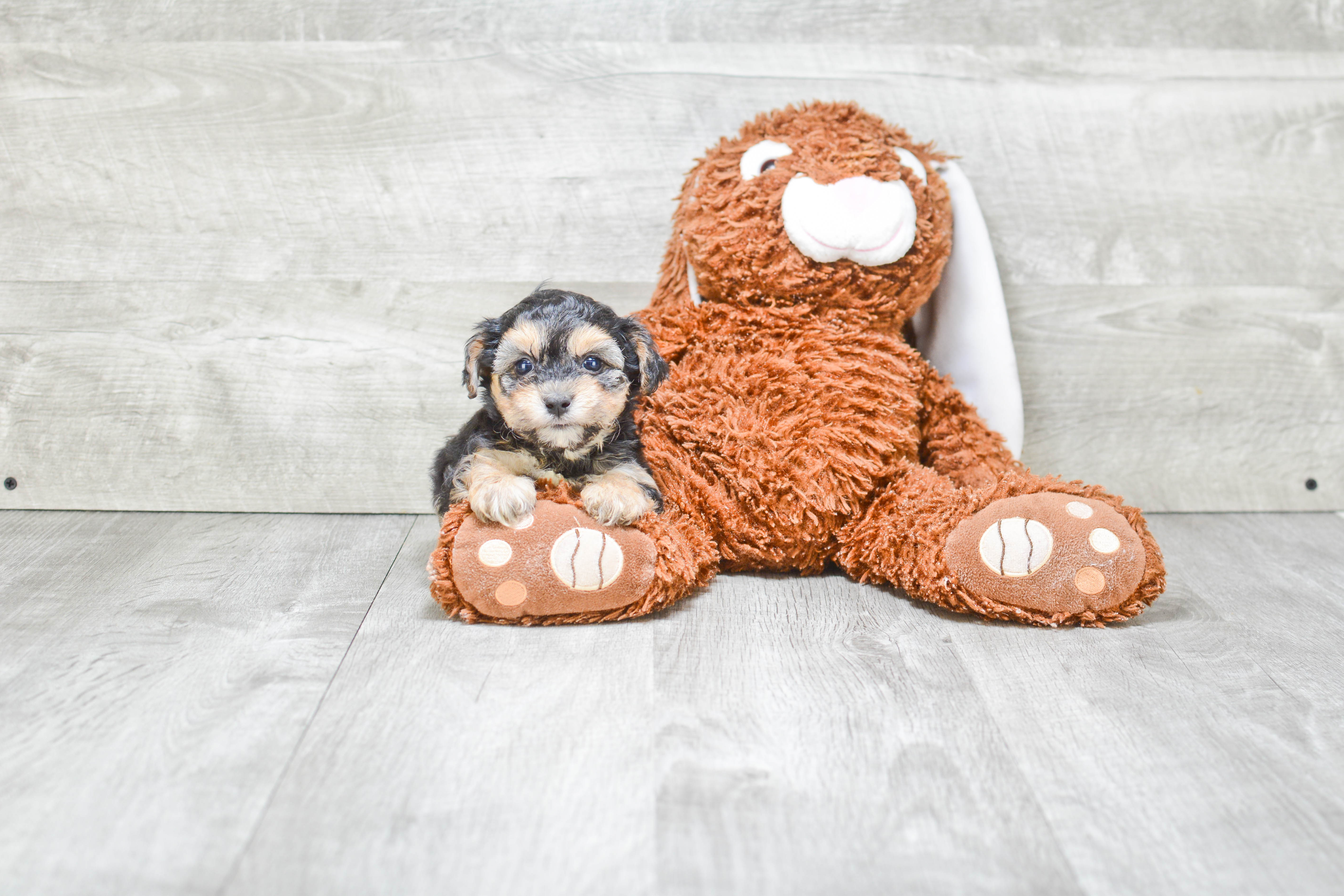 Smart Morkie Designer Pup