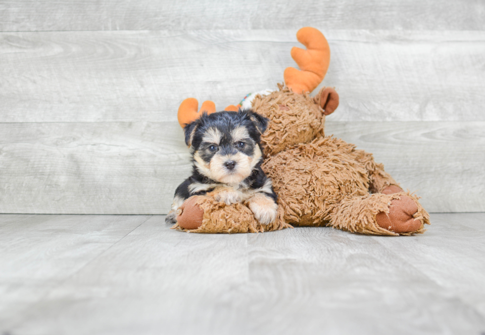 Popular Morkie Designer Pup