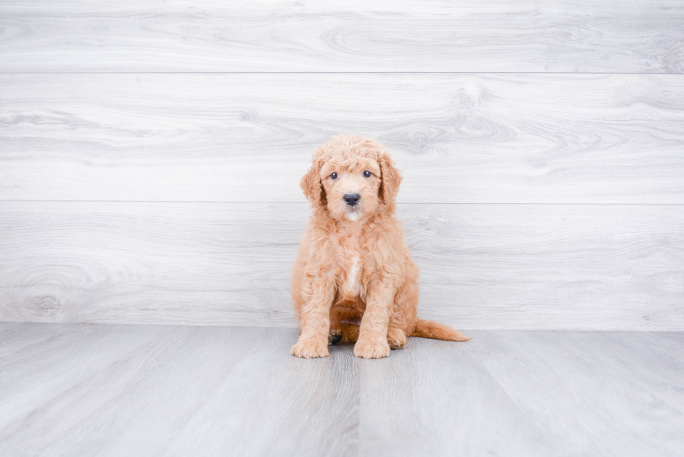 Mini Goldendoodle Puppy for Adoption