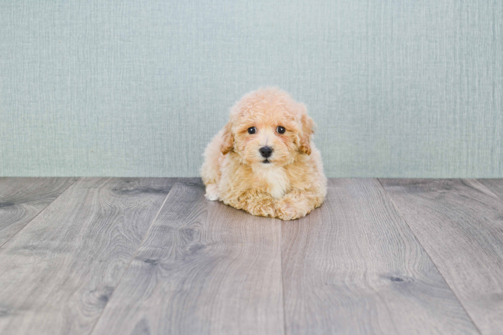 Best Maltipoo Baby