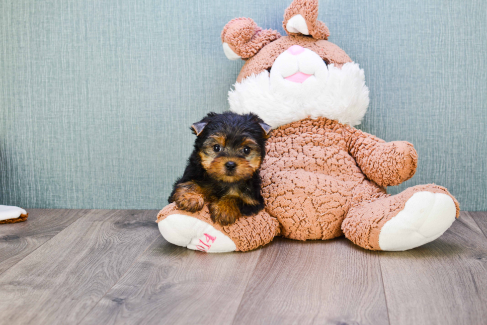 Meet Twinkle - our Yorkshire Terrier Puppy Photo 