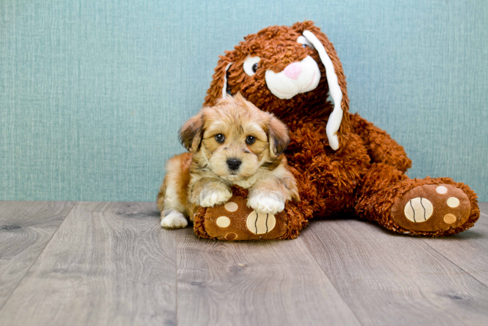 Best Morkie Baby