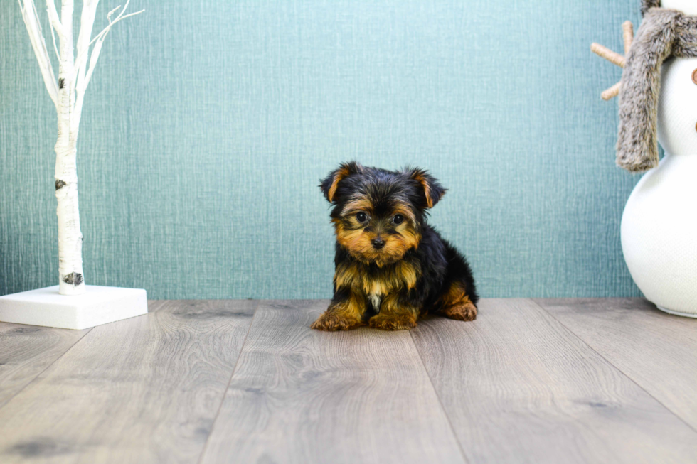 Meet Microteacup-Avery - our Yorkshire Terrier Puppy Photo 