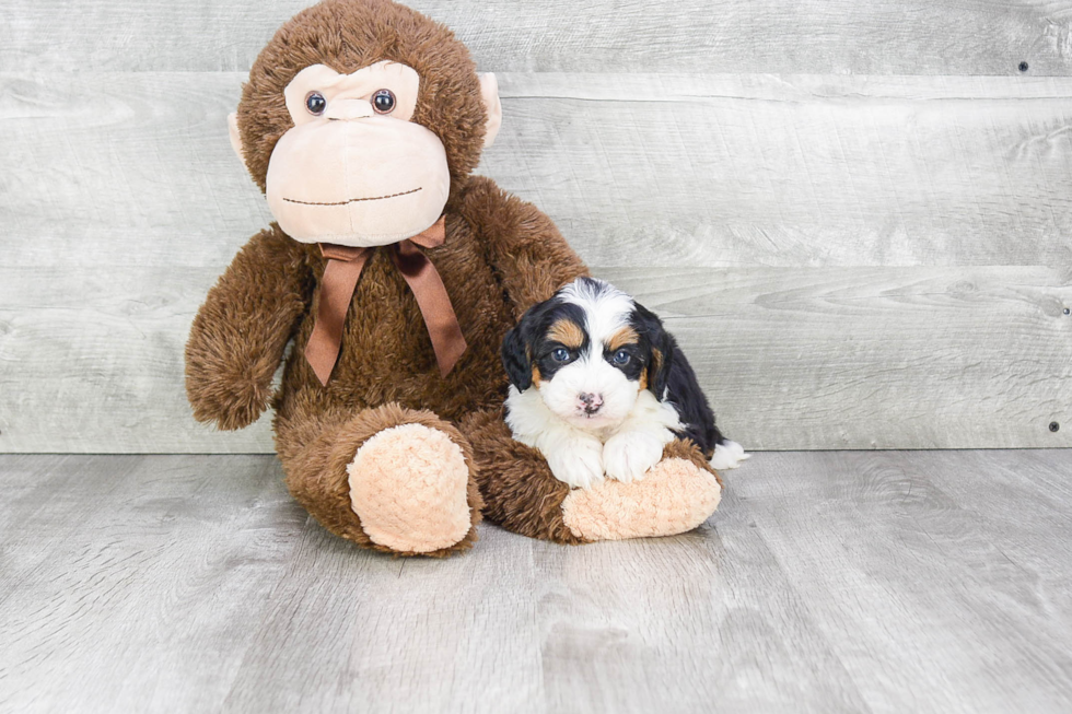 Small Mini Bernedoodle Baby