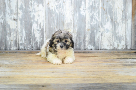 Teddy Bear Pup Being Cute