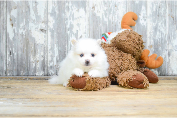 Akc Registered Pomeranian Purebred Pup