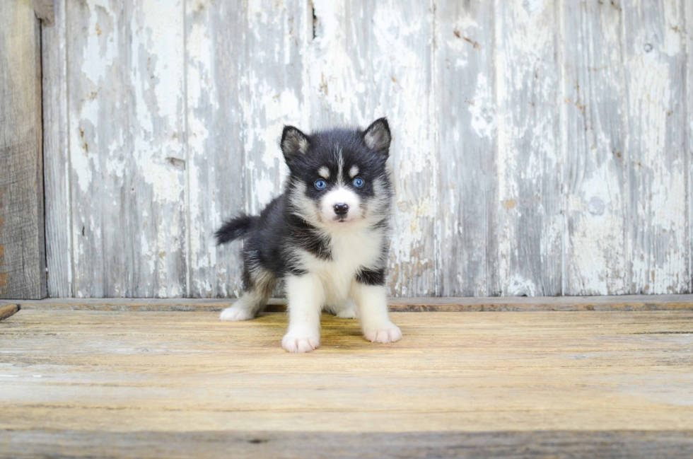 Energetic Mini Husky Designer Puppy