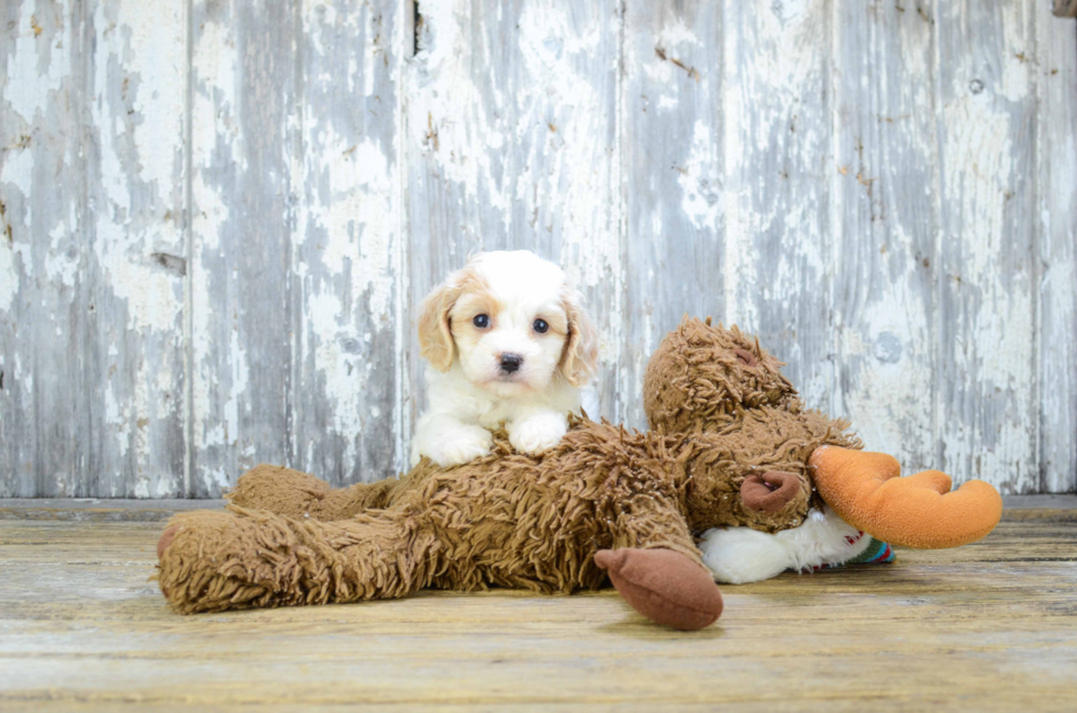 Adorable Cavalier Designer Puppy