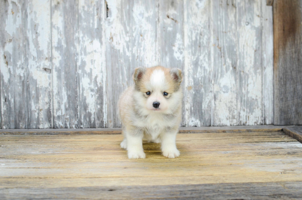 Pomsky Puppy for Adoption