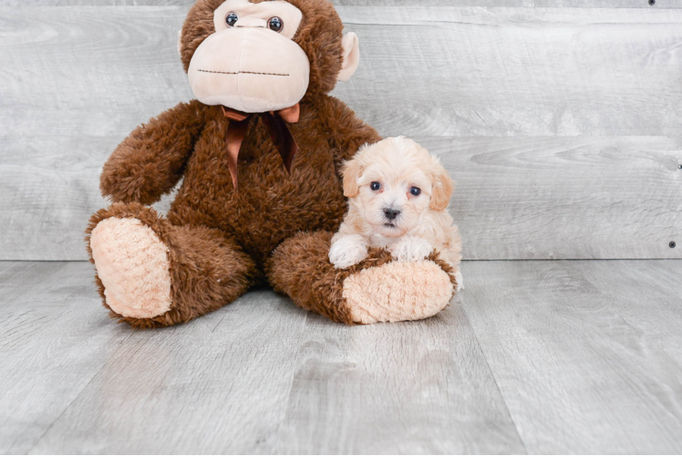 Maltipoo Pup Being Cute