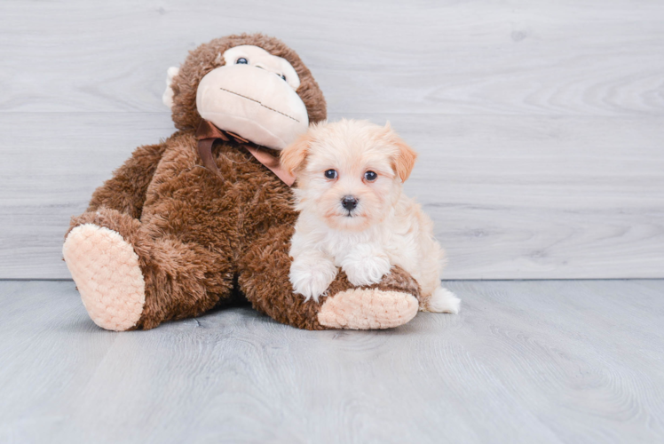 Popular Maltipoo Poodle Mix Pup