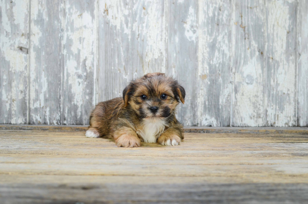 Shorkie Pup Being Cute