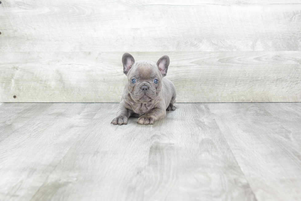 Best French Bulldog Baby