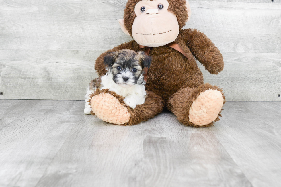 Hypoallergenic Havanese Baby