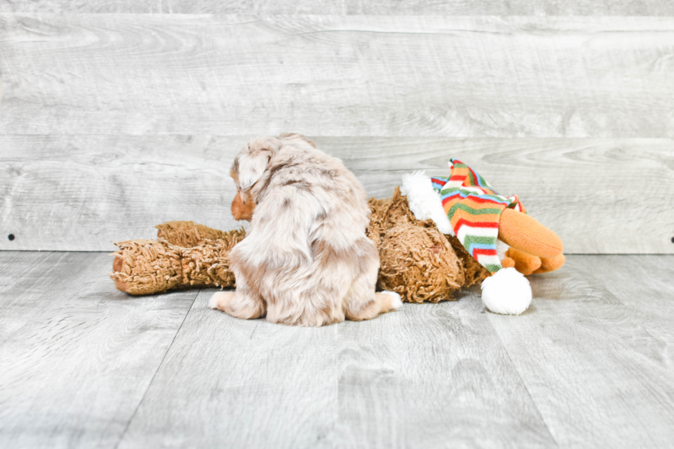 Funny Mini Aussiedoodle Poodle Mix Pup