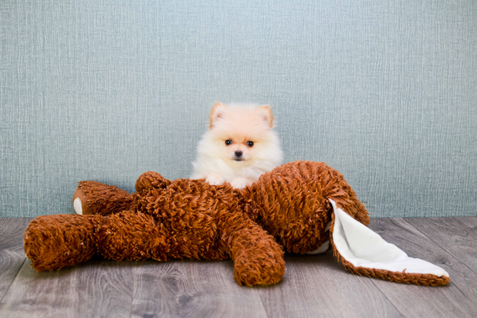 Happy Pomeranian Purebred Puppy