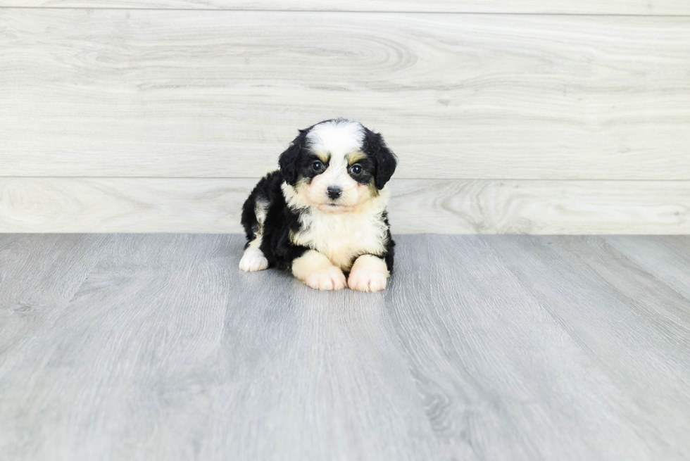 Mini Aussiedoodle Puppy for Adoption