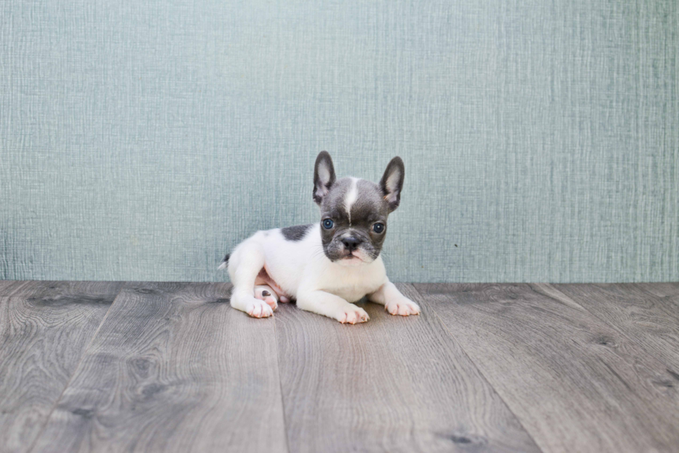 Popular French Bulldog Purebred Pup