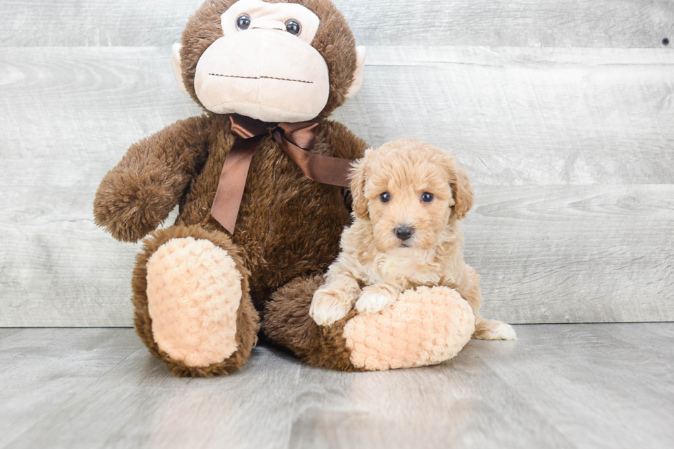 Maltipoo Pup Being Cute